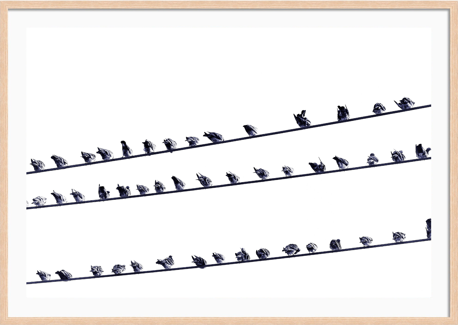 Birds on a Wire