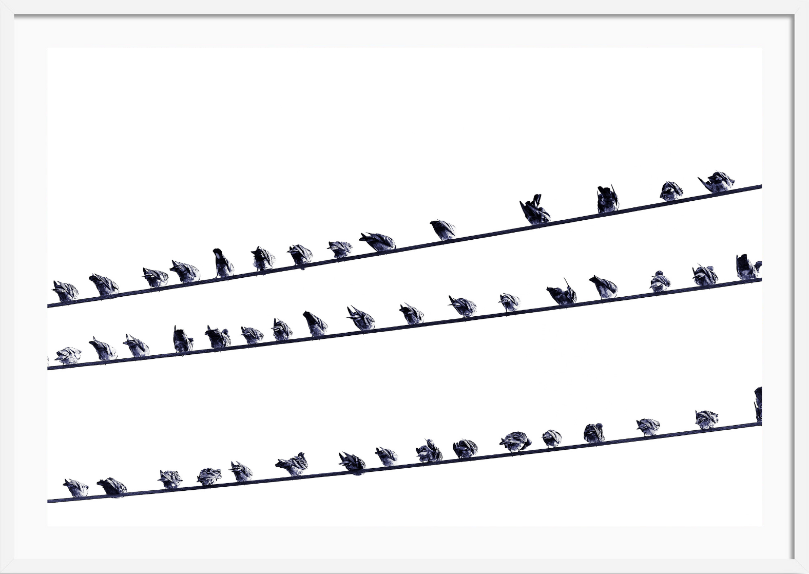 Birds on a Wire
