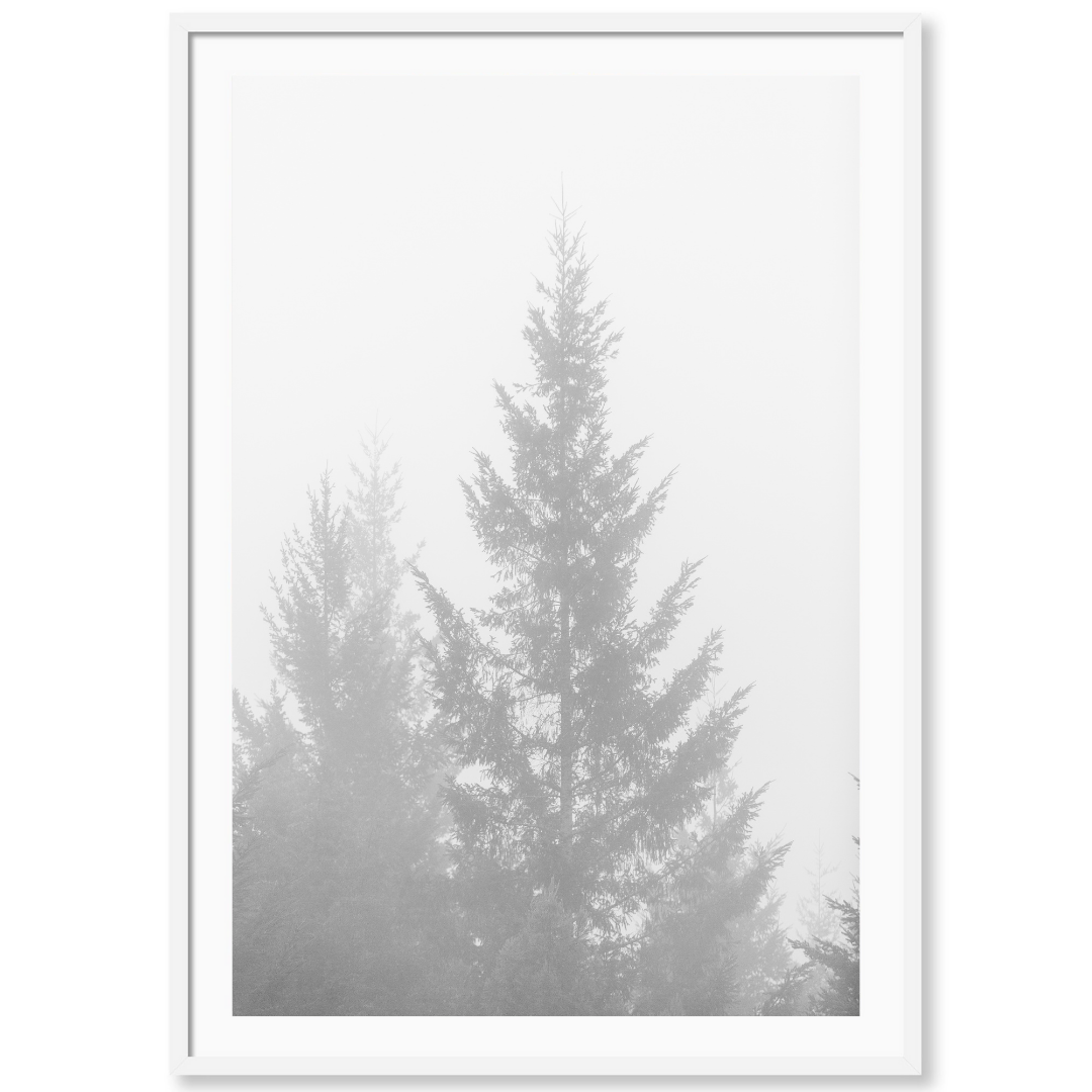 Black and White Redwoods 1