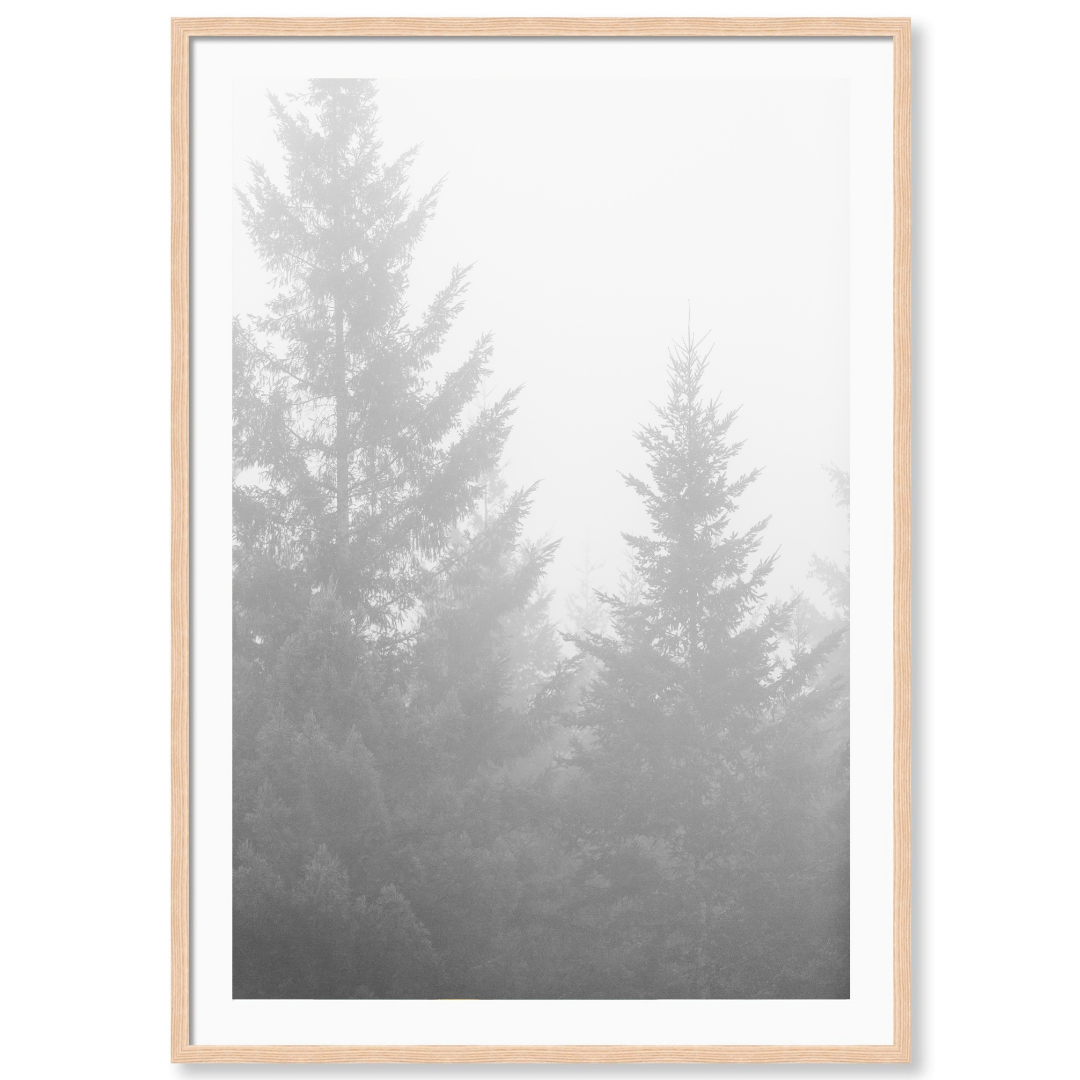 Black and White Redwoods