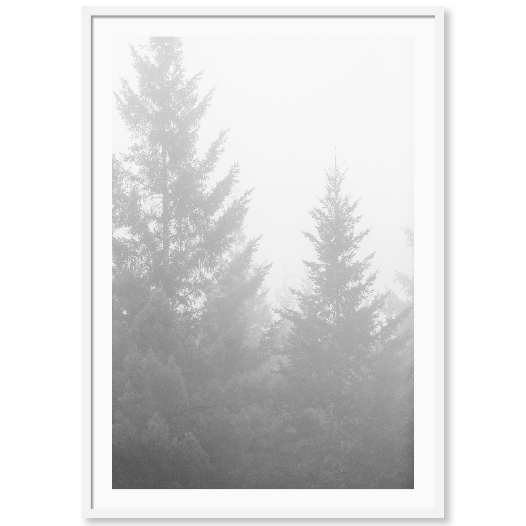 Black and White Redwoods