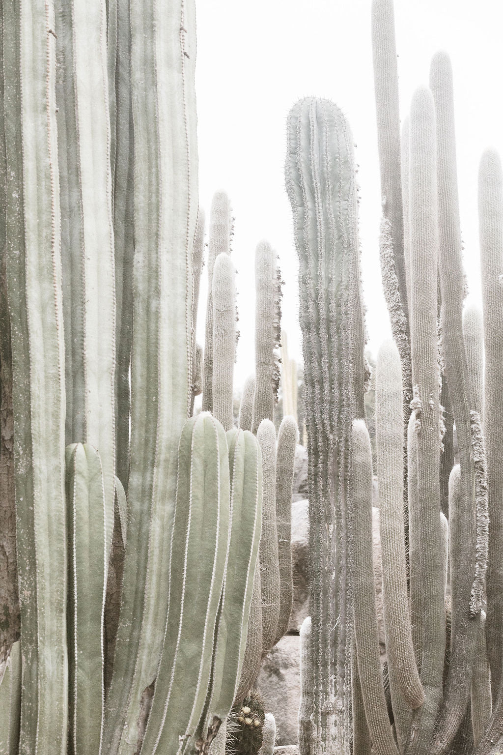 cactus photography California Cactus