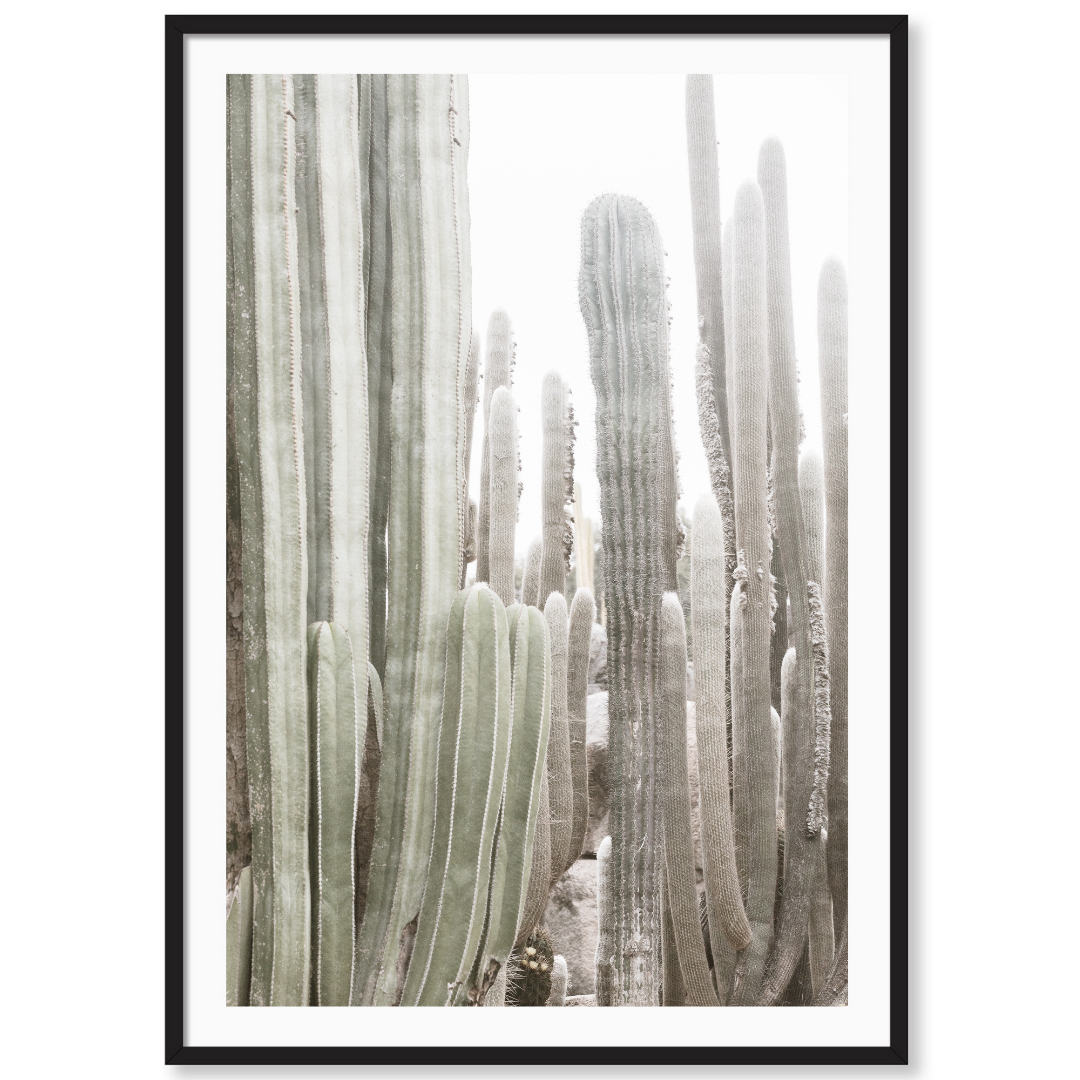 California Cactus