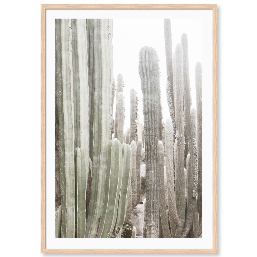 California Cactus