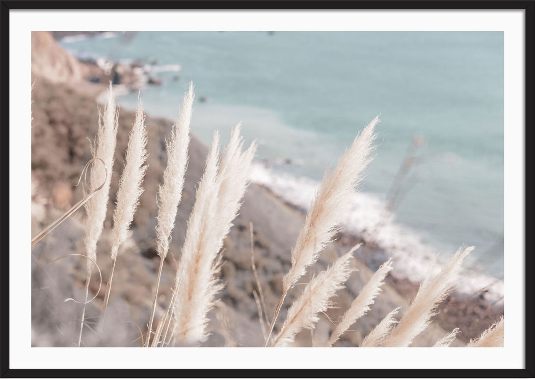Coastal Pampas Grass