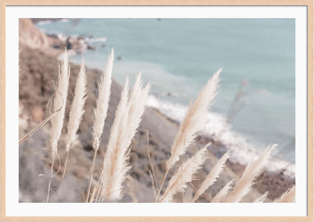 Coastal Pampas Grass