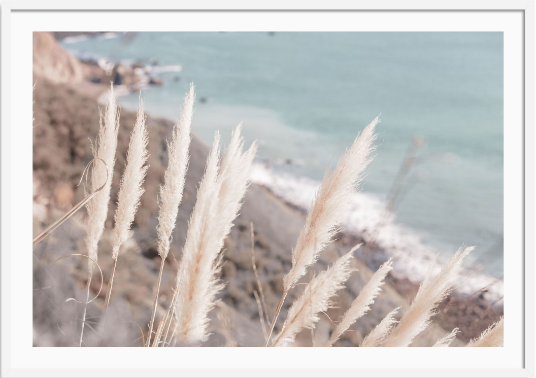 Coastal Pampas Grass