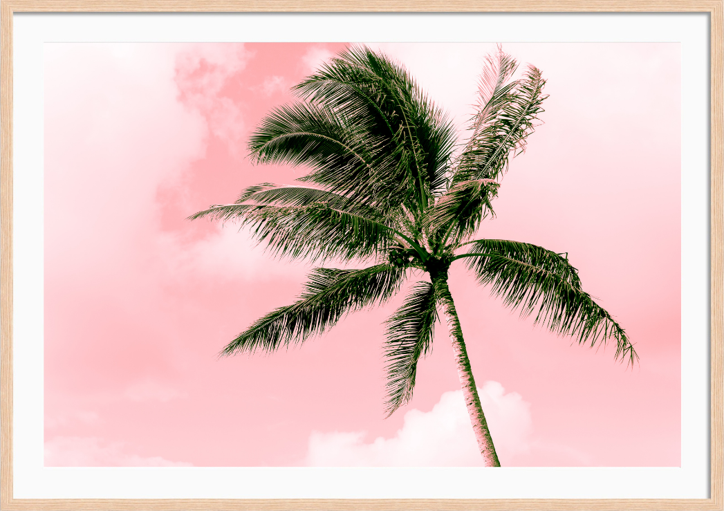 Electric Pink Palm