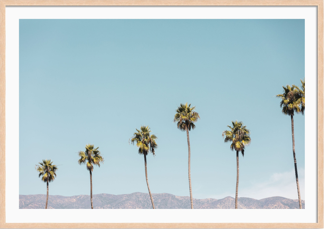 Santa Barbara Palms 2