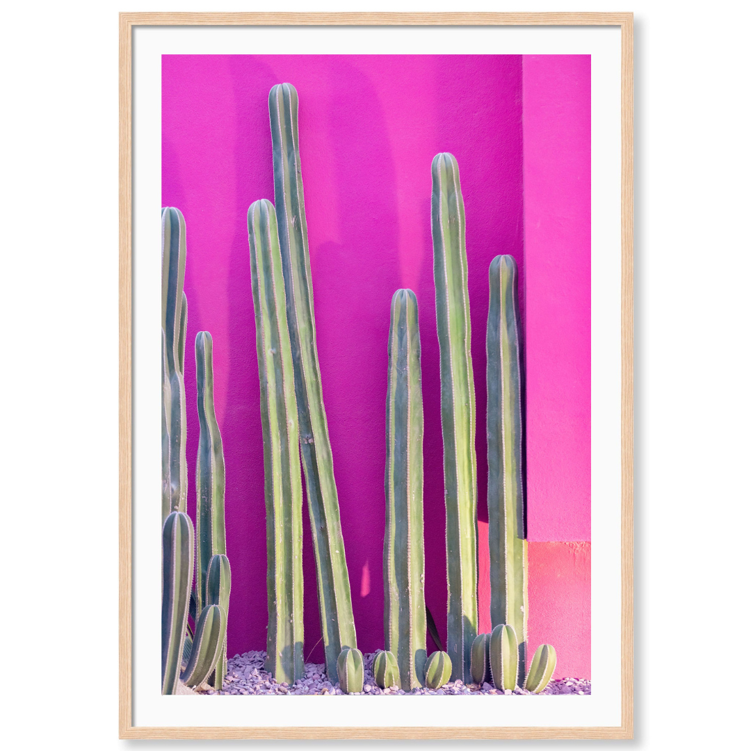 Hot Pink Cacti