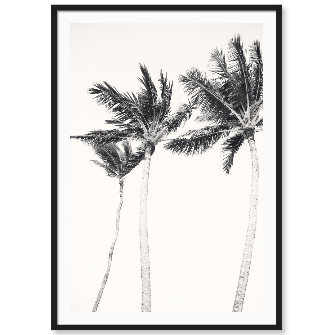 Hawaiian Palms