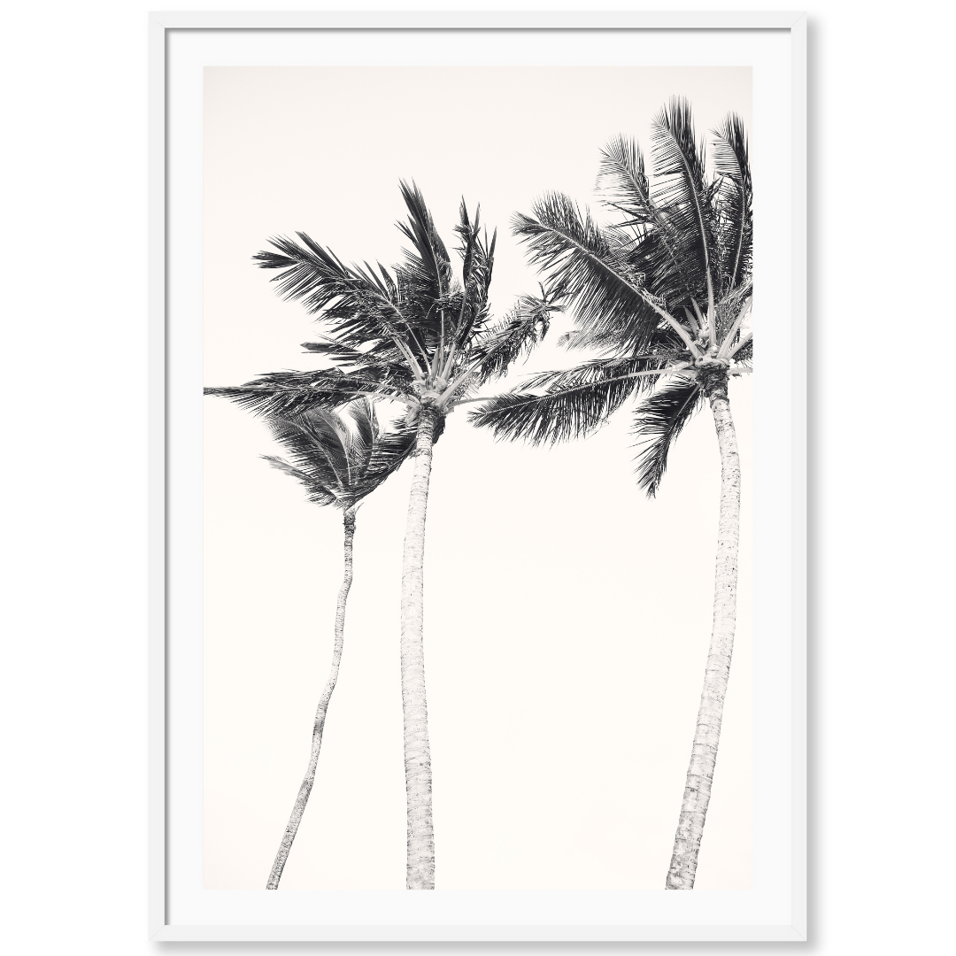 Hawaiian Palms