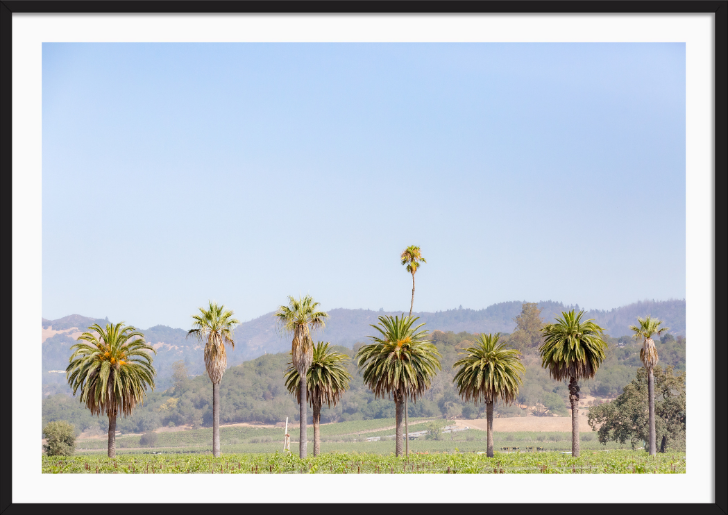 Napa Palms