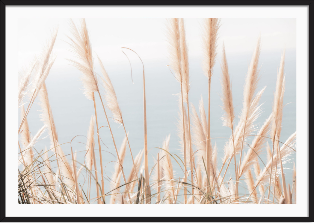 Pacific Pampas Grass