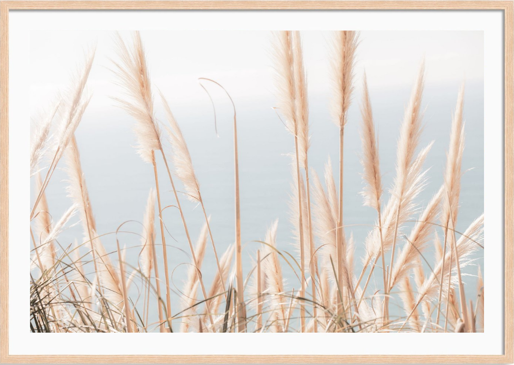 Pacific Pampas Grass