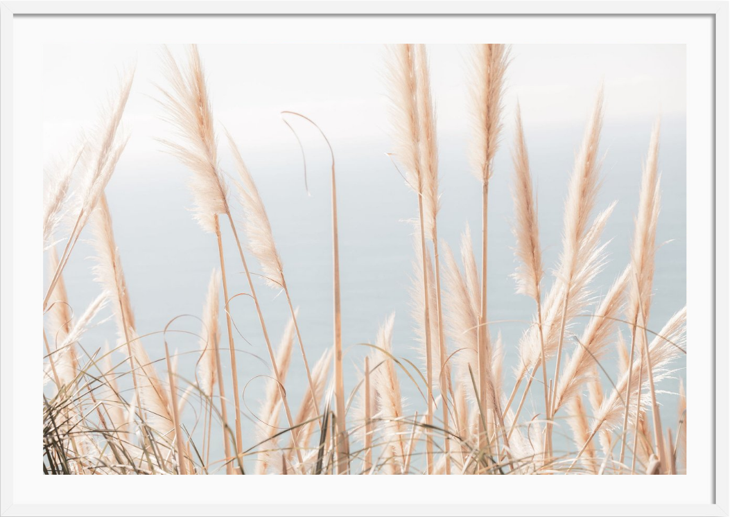 Pacific Pampas Grass
