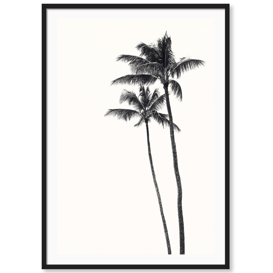 Palm Palms