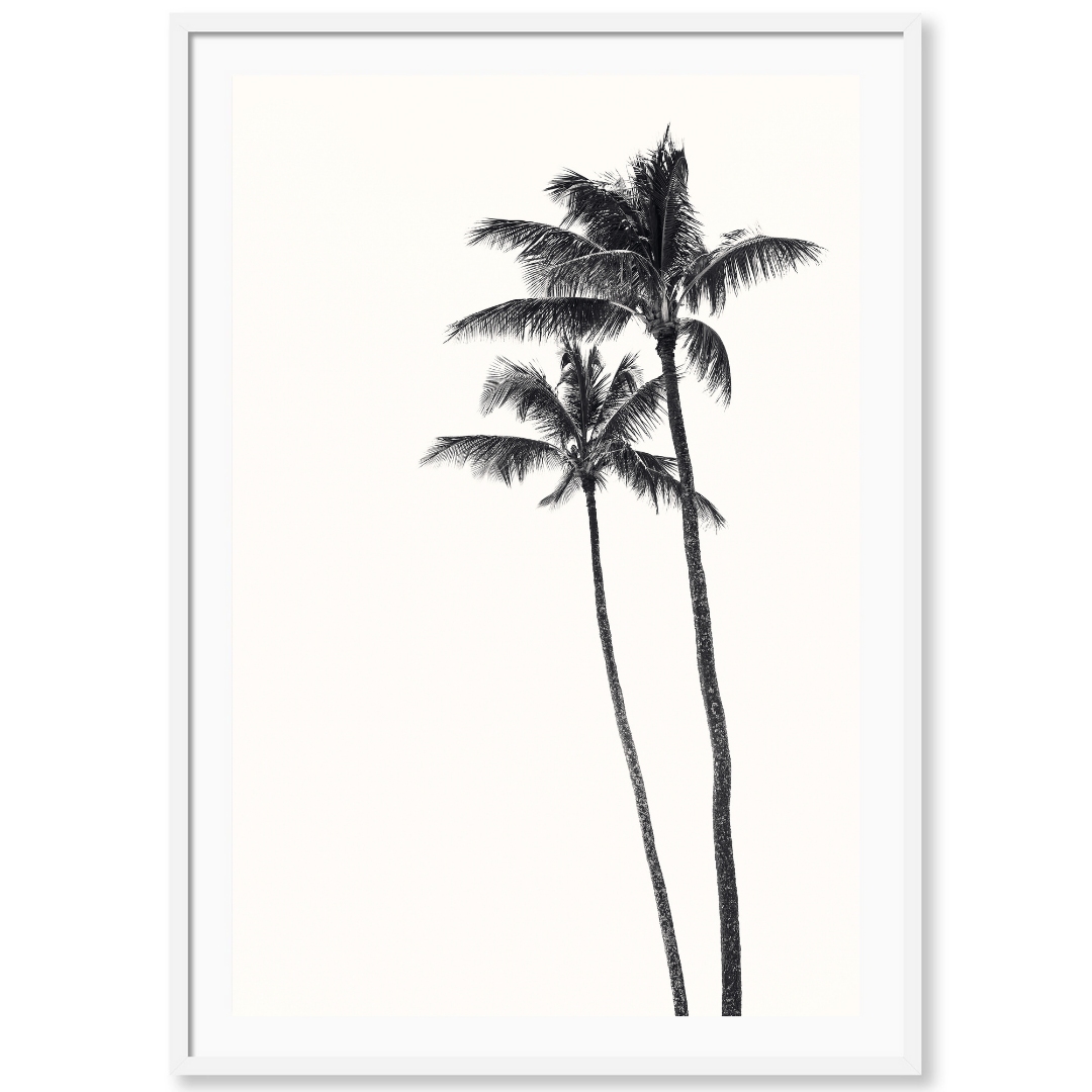 Palm Palms