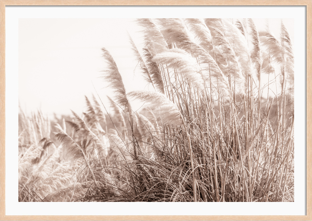 Pampas in the Wind