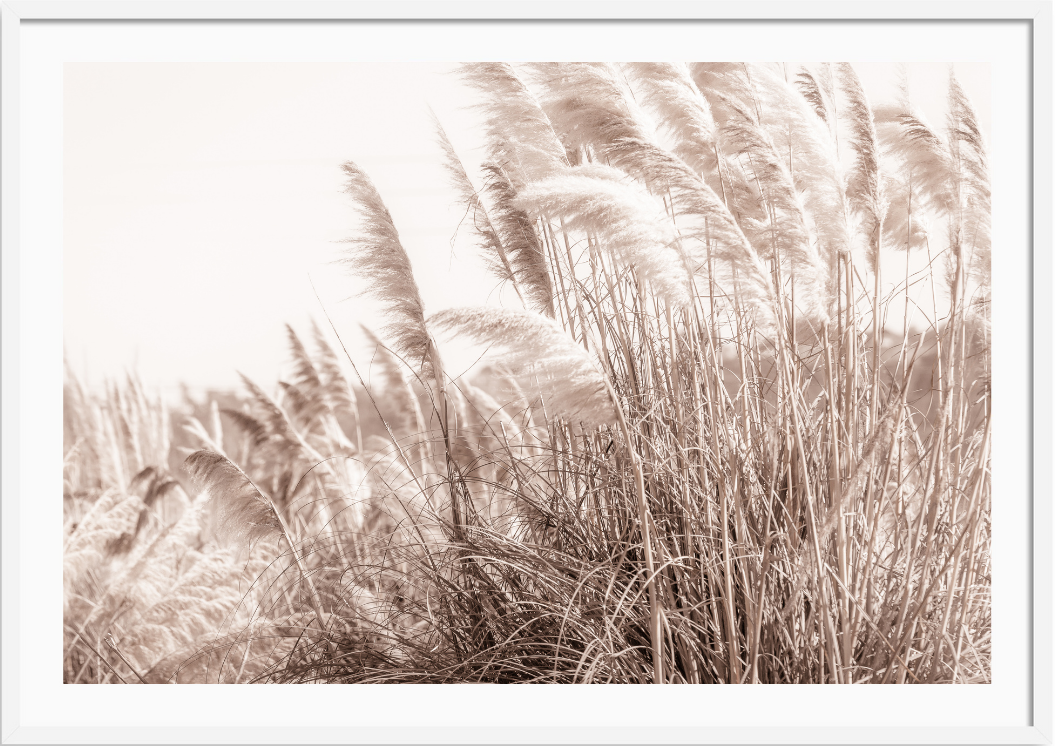 Pampas in the Wind
