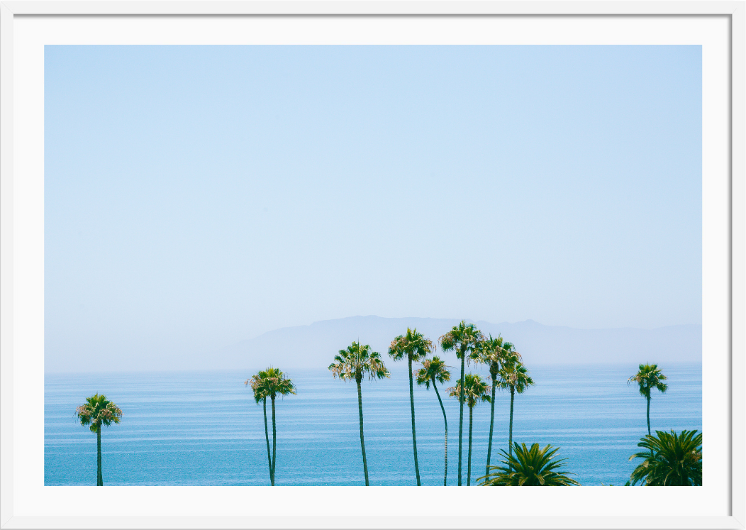 Santa Barbara Coast Palms