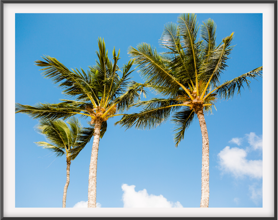 Sunny Palms 16X24 / Black Mat Prints