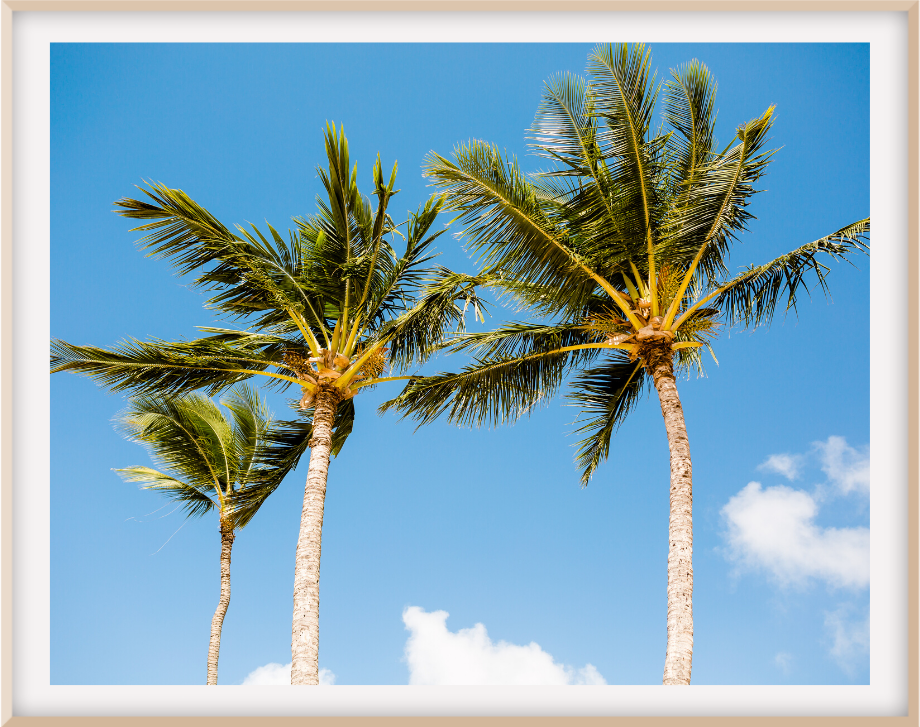 Sunny Palms 16X24 / Natural Mat Prints