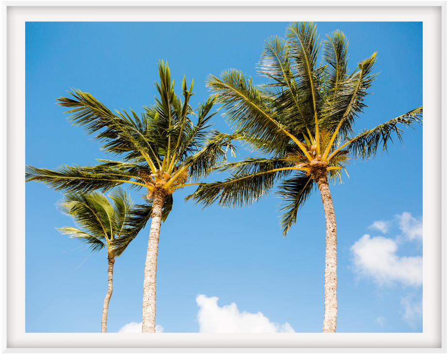 Sunny Palms 16X24 / White Mat Prints
