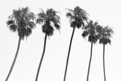 Palm Trees