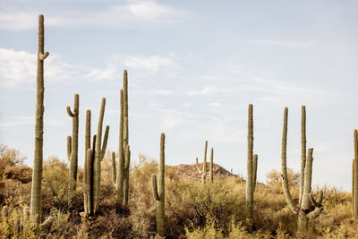 Arizona