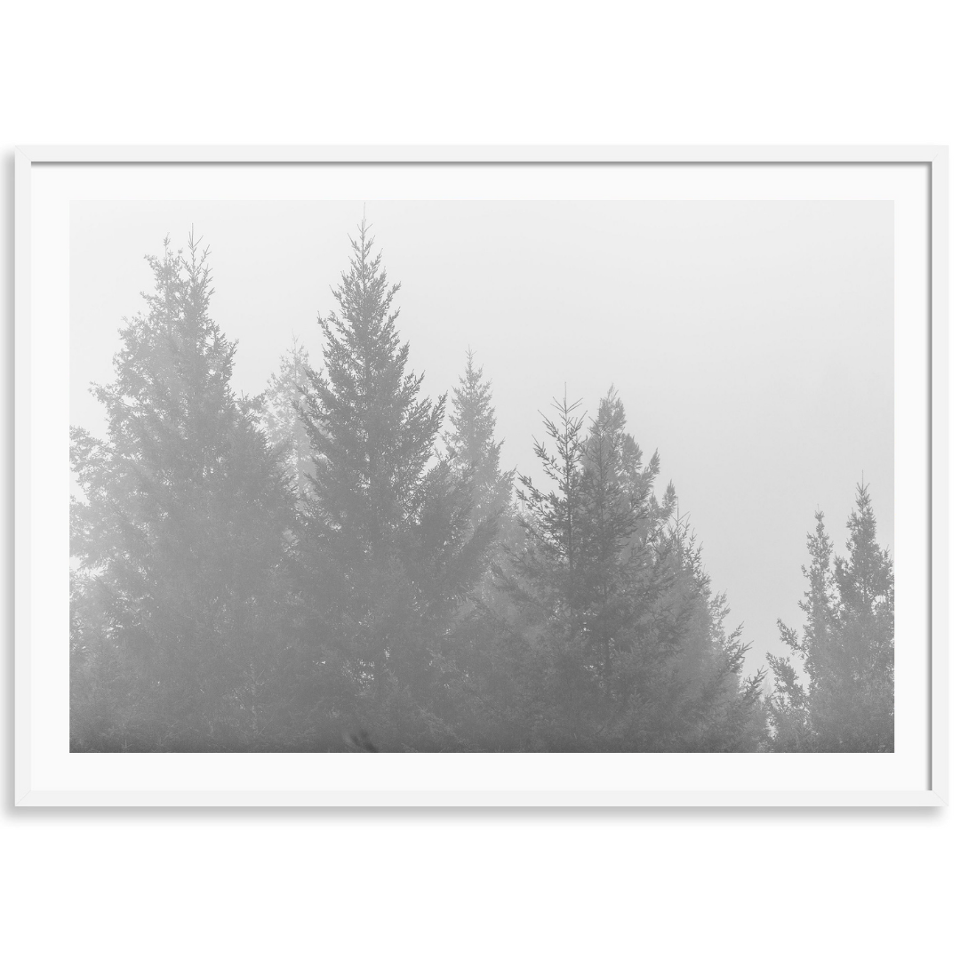 Redwoods Black and White