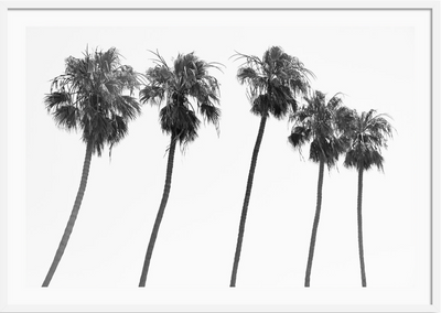 La Jolla Palms