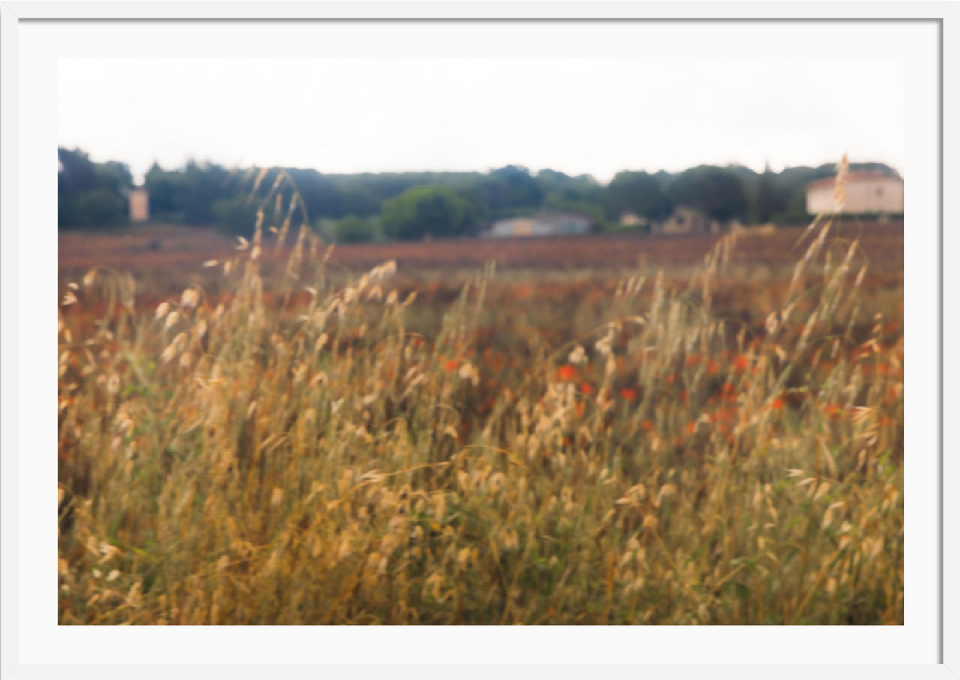 Tuscany Fields