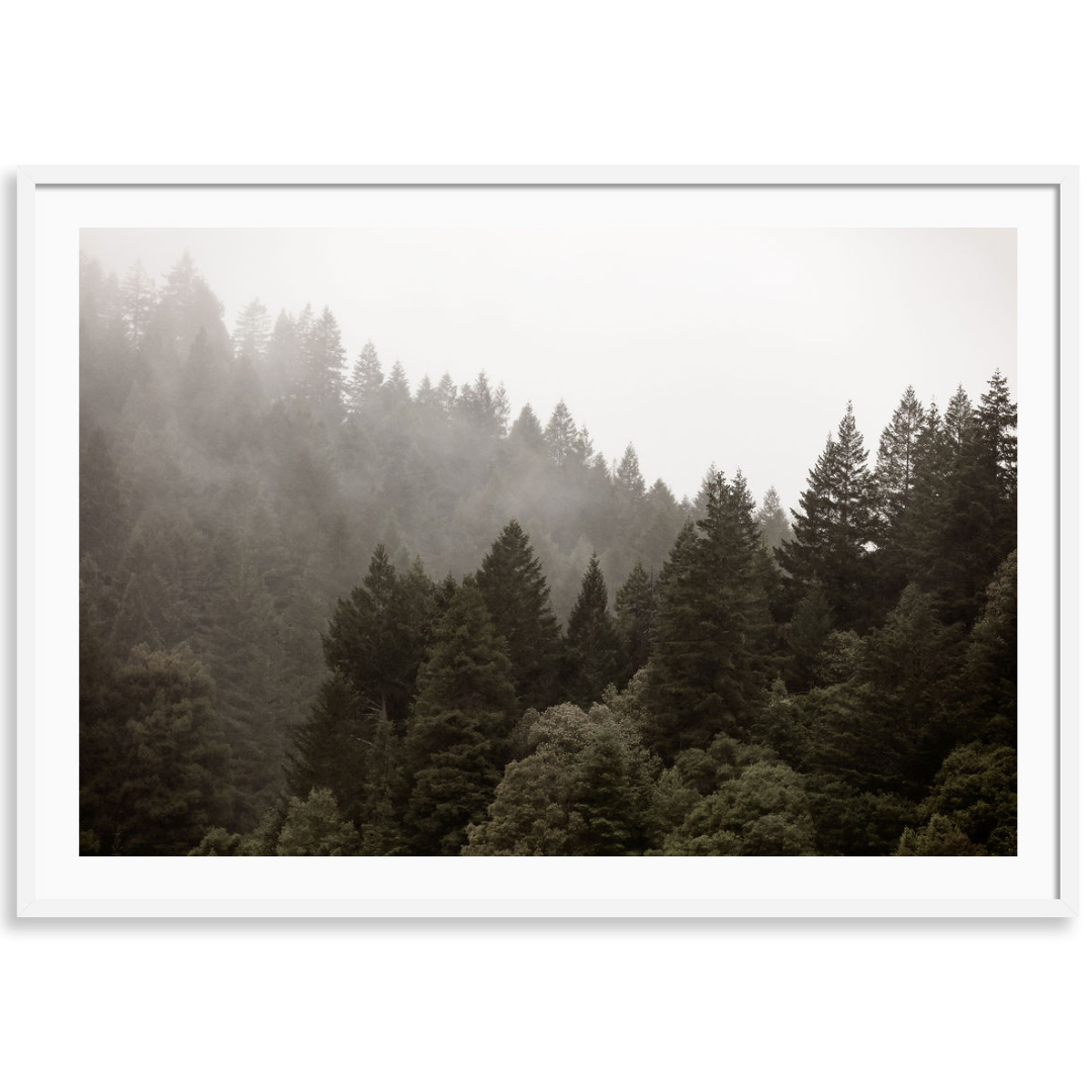 Misty Redwoods 2