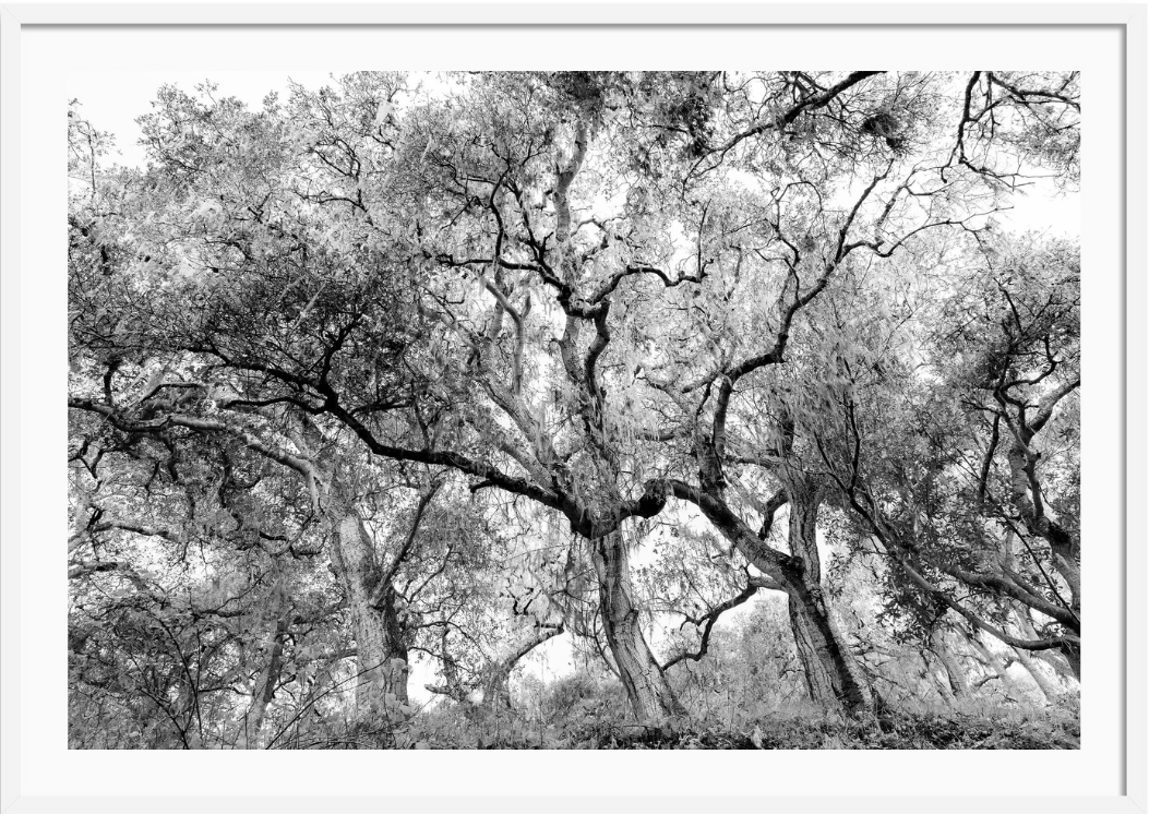 California Oak Trees