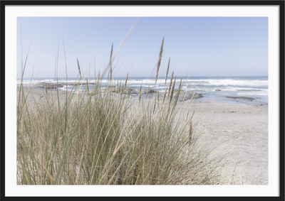 California Wildgrass