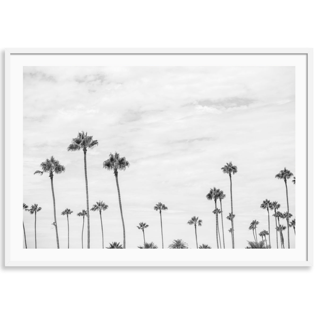 Montecito Palms Black and White