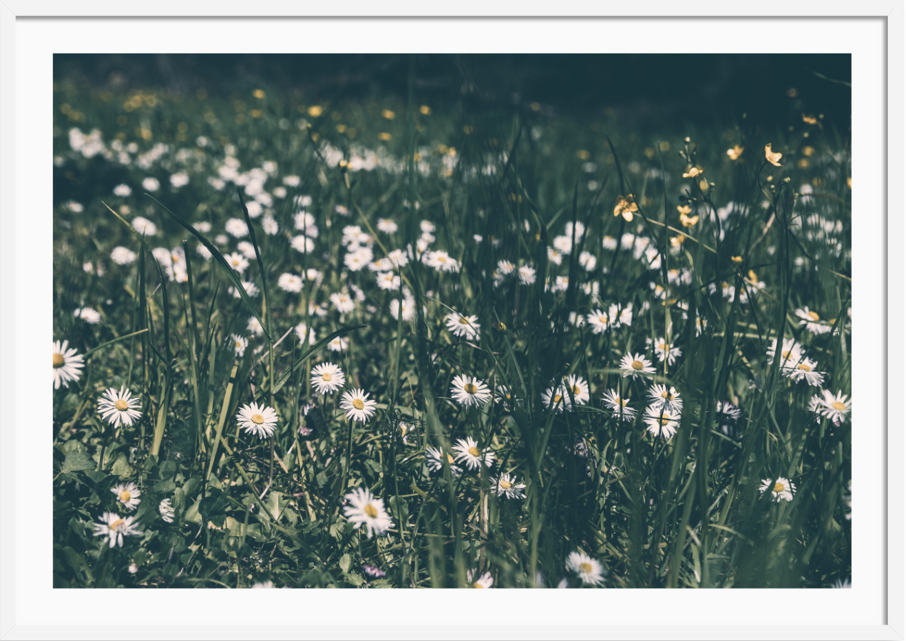 Spring Flowers
