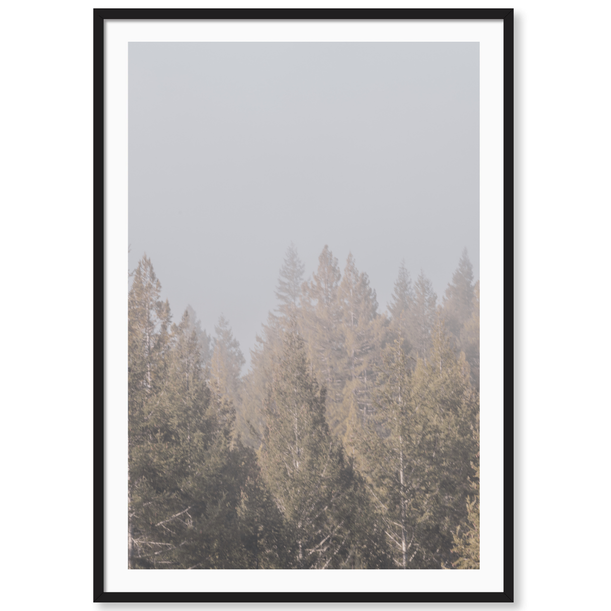 Enchanted Forest 1