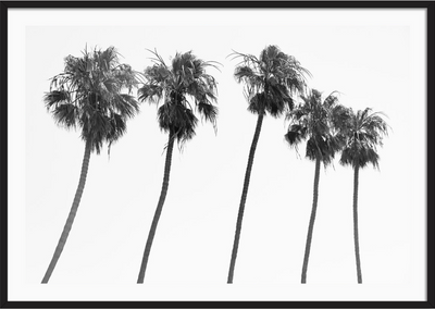 La Jolla Palms
