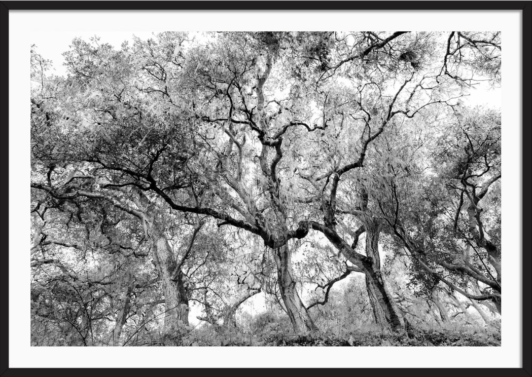 California Oak Trees