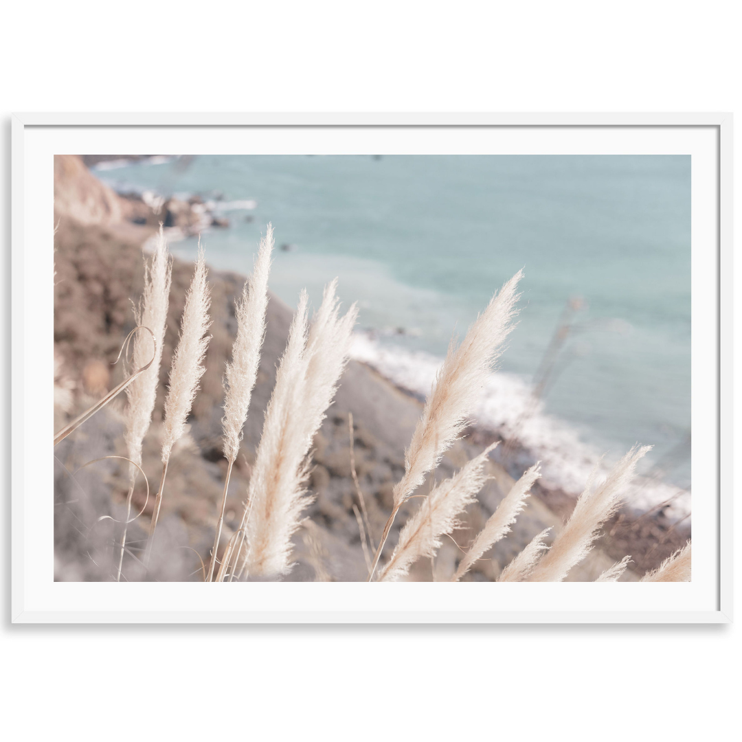 Coastal Pampas Grass