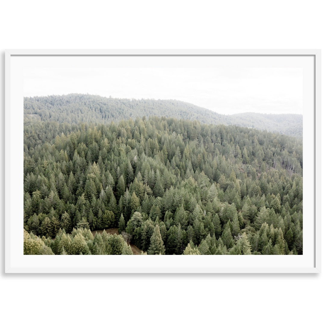 Rolling Redwoods