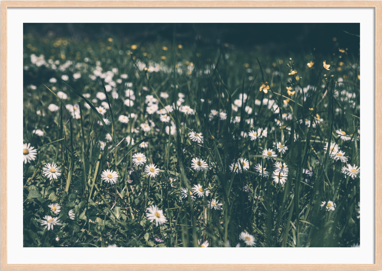Spring Flowers