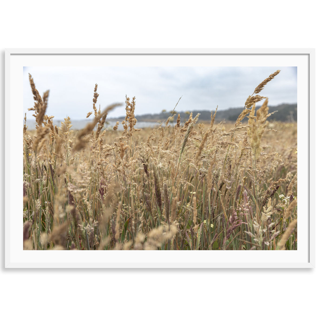 Whispering Meadow