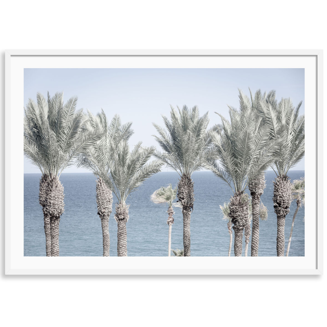 Cabo Palms