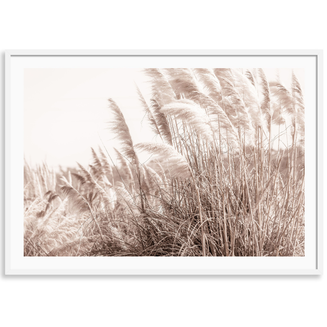 Pampas in the Wind