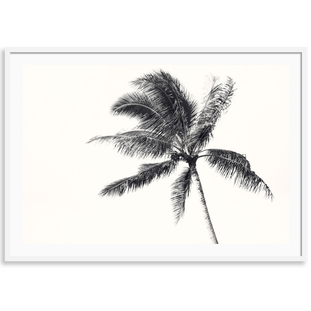 Island Palm