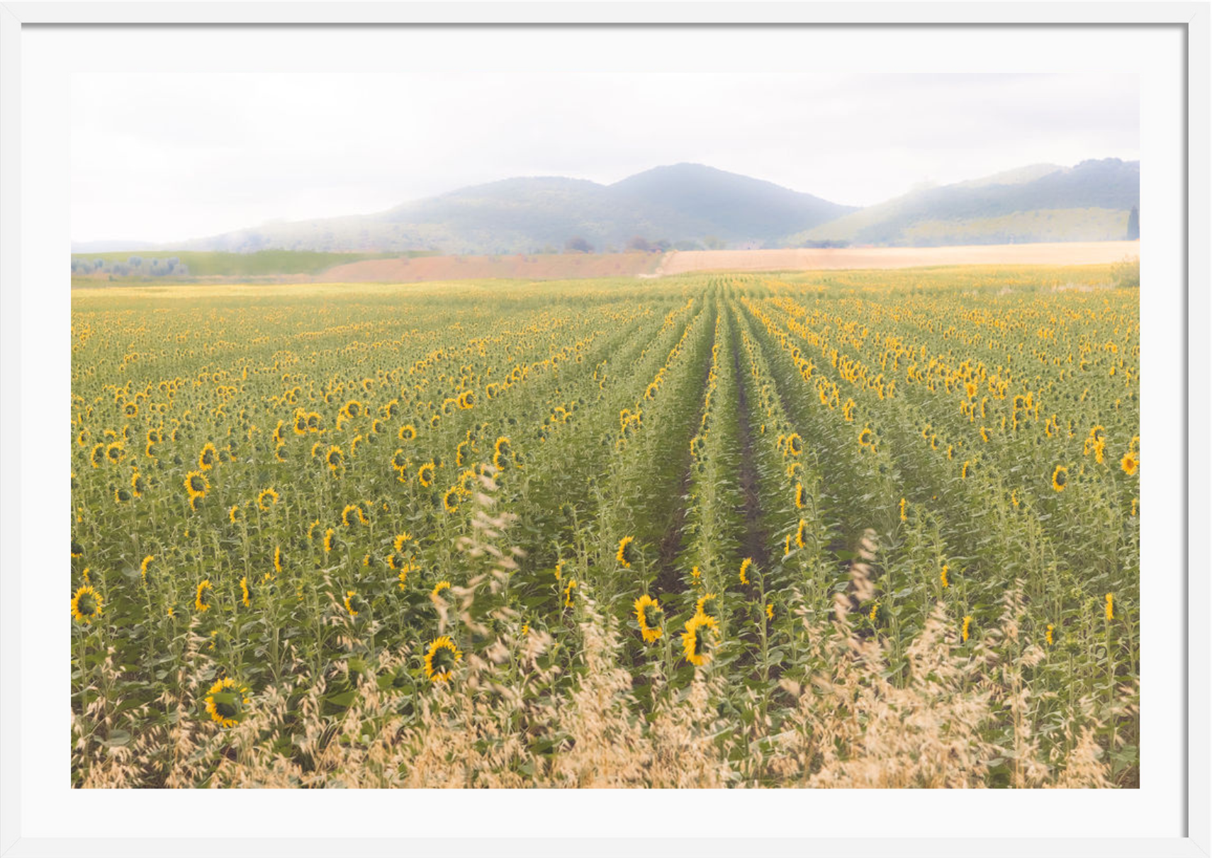 Tuscan Sunflower Symphony