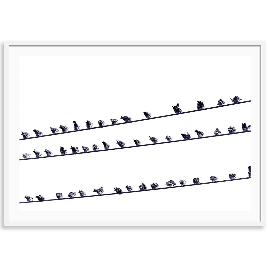 Birds on a Wire